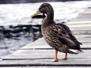 Preview wallpaper duck, bird, shore, sit