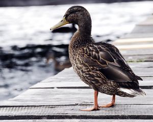 Preview wallpaper duck, bird, shore, sit