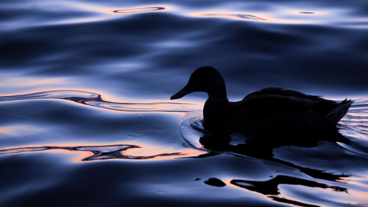 Wallpaper duck, bird, silhouette, water, dark