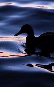 Preview wallpaper duck, bird, silhouette, water, dark