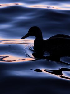 Preview wallpaper duck, bird, silhouette, water, dark