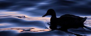 Preview wallpaper duck, bird, silhouette, water, dark