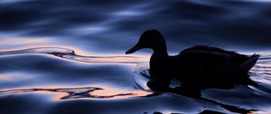 Preview wallpaper duck, bird, silhouette, water, dark