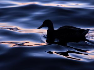 Preview wallpaper duck, bird, silhouette, water, dark