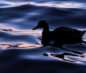 Preview wallpaper duck, bird, silhouette, water, dark