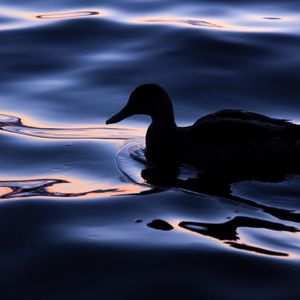 Preview wallpaper duck, bird, silhouette, water, dark