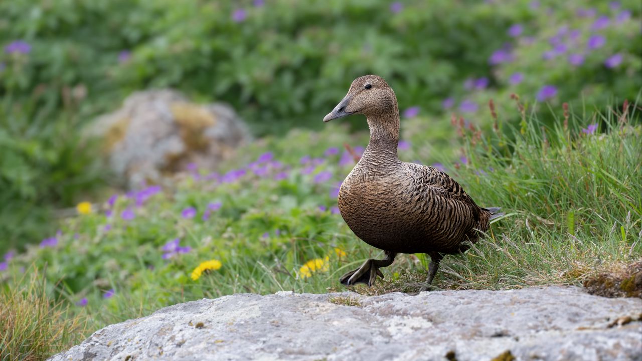 Wallpaper duck, bird, stone, grass, blur