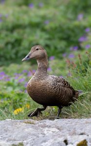 Preview wallpaper duck, bird, stone, grass, blur