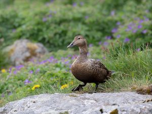 Preview wallpaper duck, bird, stone, grass, blur