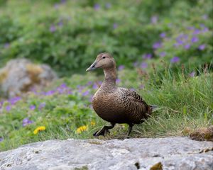 Preview wallpaper duck, bird, stone, grass, blur