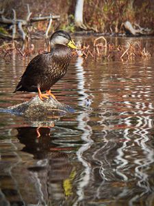 Preview wallpaper duck, bird, stone, pond, wildlife