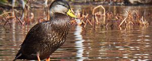 Preview wallpaper duck, bird, stone, pond, wildlife