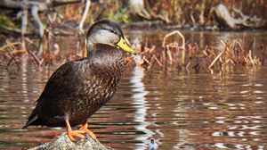 Preview wallpaper duck, bird, stone, pond, wildlife