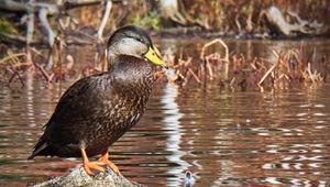 Preview wallpaper duck, bird, stone, pond, wildlife