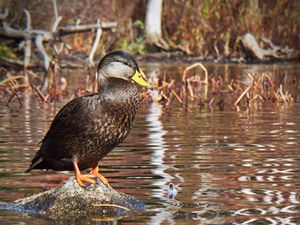 Preview wallpaper duck, bird, stone, pond, wildlife