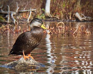 Preview wallpaper duck, bird, stone, pond, wildlife