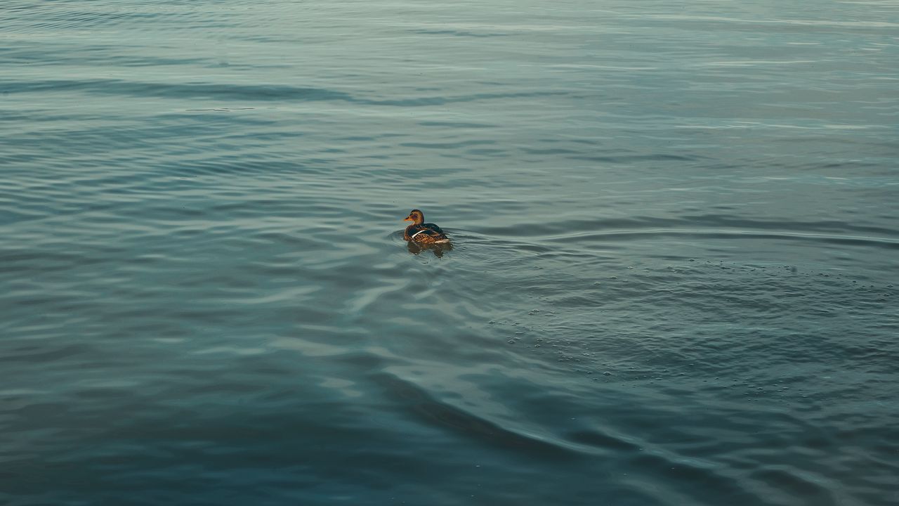 Wallpaper duck, bird, water, ripples, river