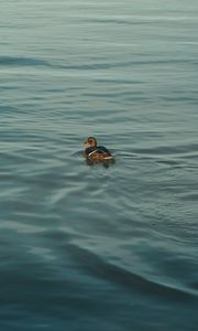 Preview wallpaper duck, bird, water, ripples, river