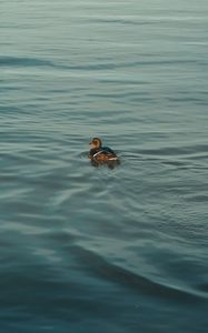 Preview wallpaper duck, bird, water, ripples, river