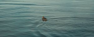 Preview wallpaper duck, bird, water, ripples, river