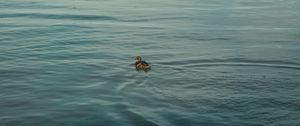 Preview wallpaper duck, bird, water, ripples, river