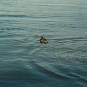 Preview wallpaper duck, bird, water, ripples, river