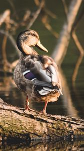 Preview wallpaper duck, bird, water, shore