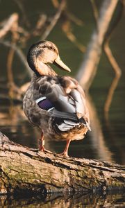 Preview wallpaper duck, bird, water, shore