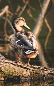 Preview wallpaper duck, bird, water, shore