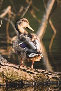 Preview wallpaper duck, bird, water, shore