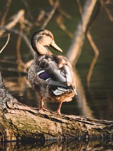 Preview wallpaper duck, bird, water, shore