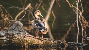 Preview wallpaper duck, bird, water, shore