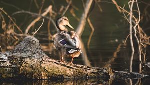 Preview wallpaper duck, bird, water, shore