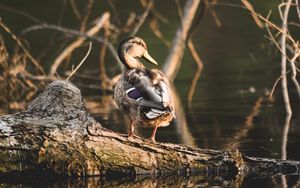 Preview wallpaper duck, bird, water, shore