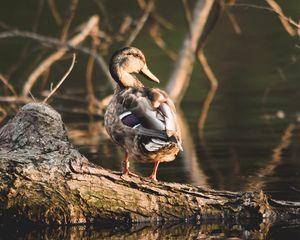 Preview wallpaper duck, bird, water, shore