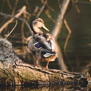 Preview wallpaper duck, bird, water, shore