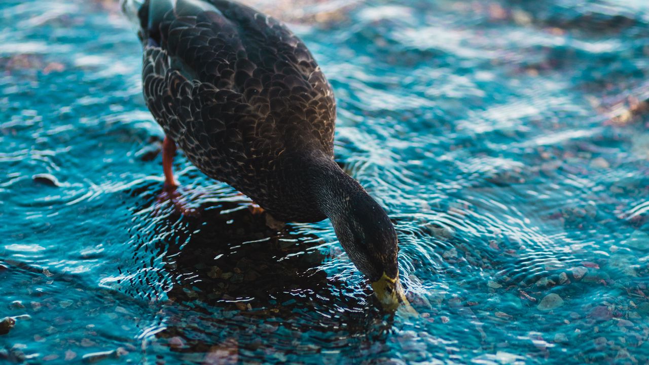 Wallpaper duck, bird, water, waves