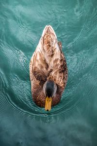 Preview wallpaper duck, bird, water, swim