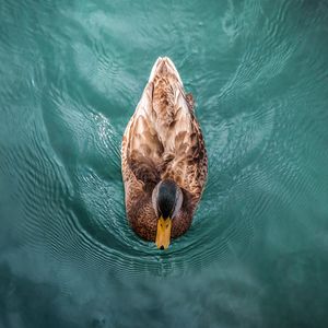 Preview wallpaper duck, bird, water, swim