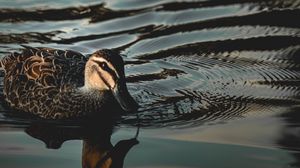 Preview wallpaper duck, bird, water, ripples