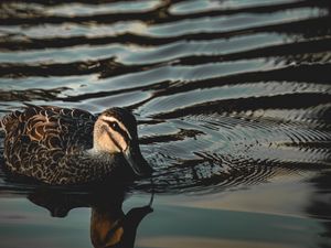 Preview wallpaper duck, bird, water, ripples