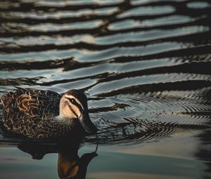 Preview wallpaper duck, bird, water, ripples