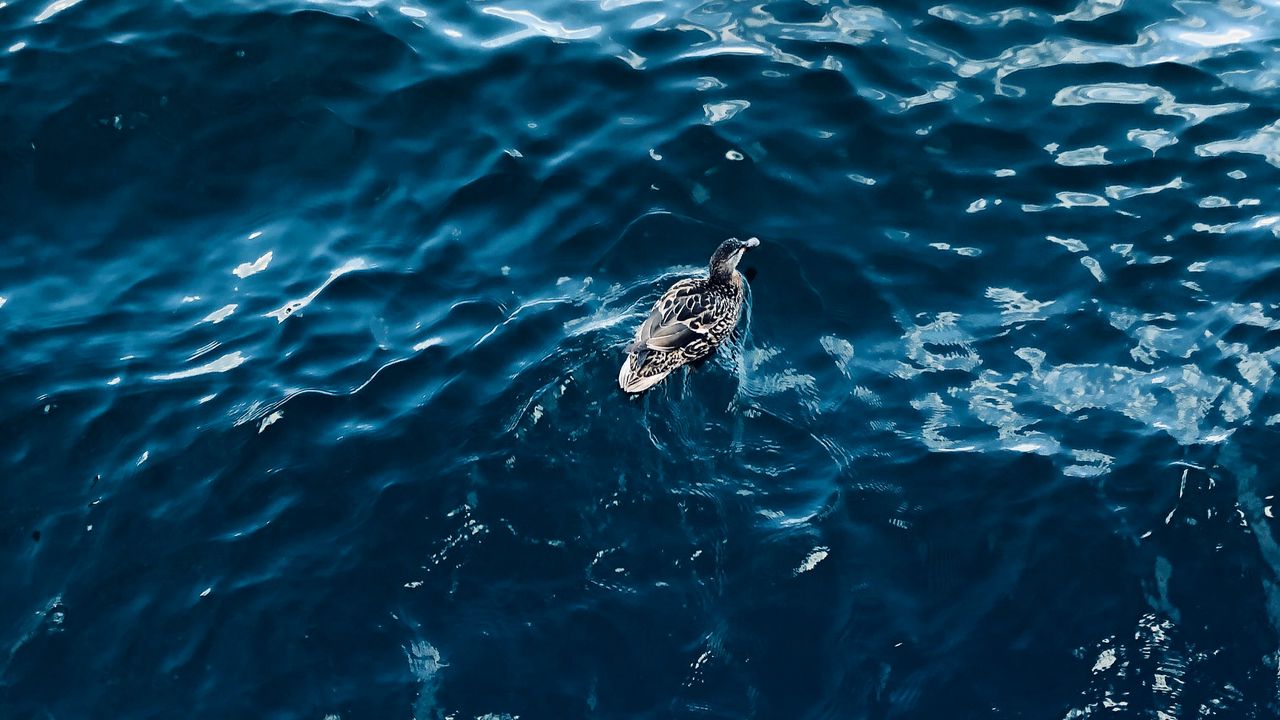 Wallpaper duck, bird, water, ripples, aerial view