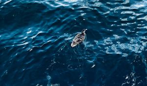 Preview wallpaper duck, bird, water, ripples, aerial view