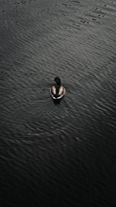 Preview wallpaper duck, bird, water, waves, aerial view