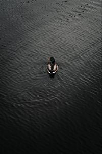 Preview wallpaper duck, bird, water, waves, aerial view