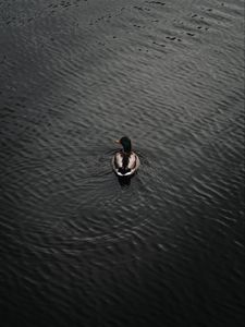 Preview wallpaper duck, bird, water, waves, aerial view