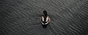 Preview wallpaper duck, bird, water, waves, aerial view