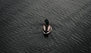 Preview wallpaper duck, bird, water, waves, aerial view