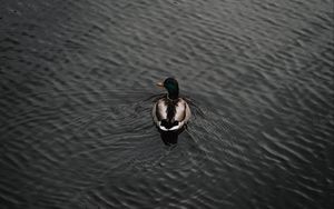 Preview wallpaper duck, bird, water, waves, aerial view